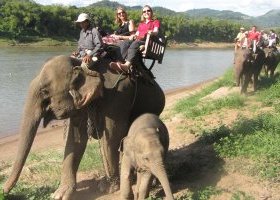 1h drive on the back of an elephant