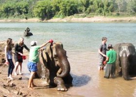 Participate to elephant bathing