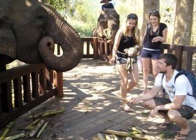 Elephant feeding in Luang Prabang